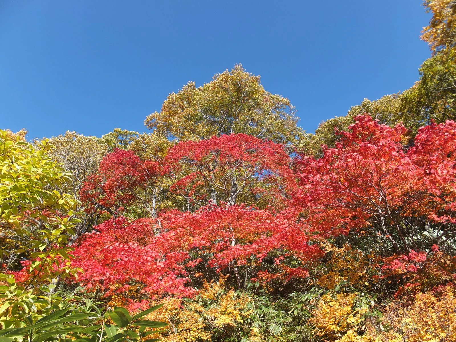 Passerelle et feuillages d’automne à Ōnuma, solution de repli à une altitude plus basse que le sommet de Hachimantai