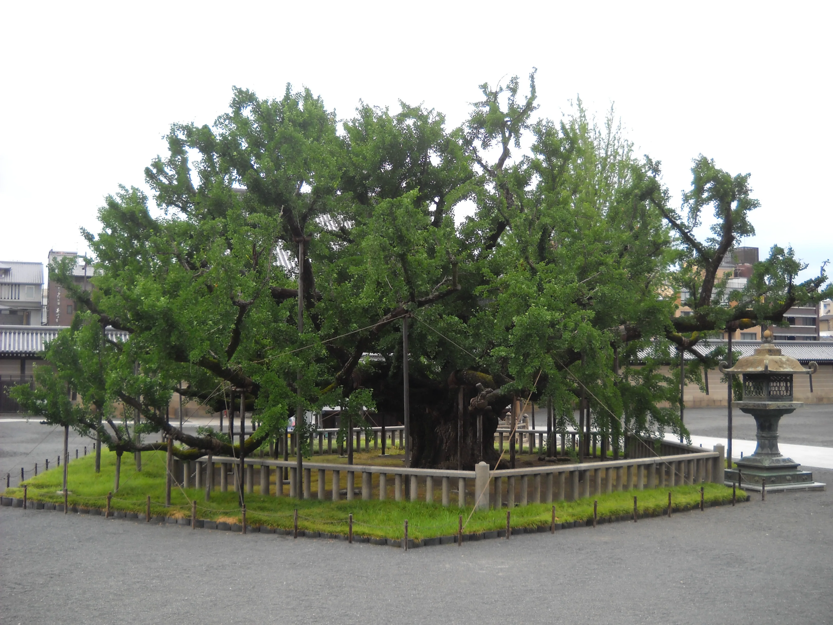 Grand ginkgo dans l’enceinte de Nishi Hongan-ji à Kyoto