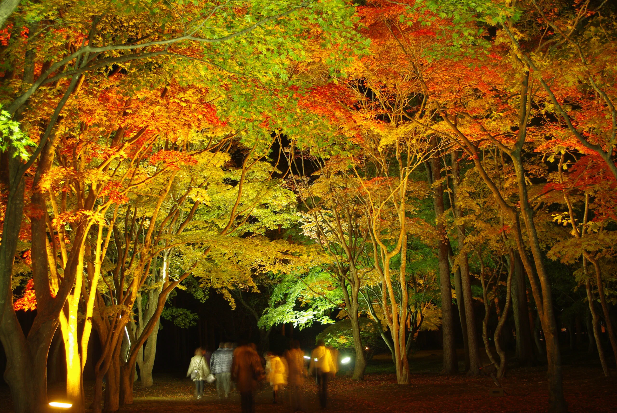 Illumination nocturne des feuillages d’automne au jardin Kōsetsu-en, Hakodate