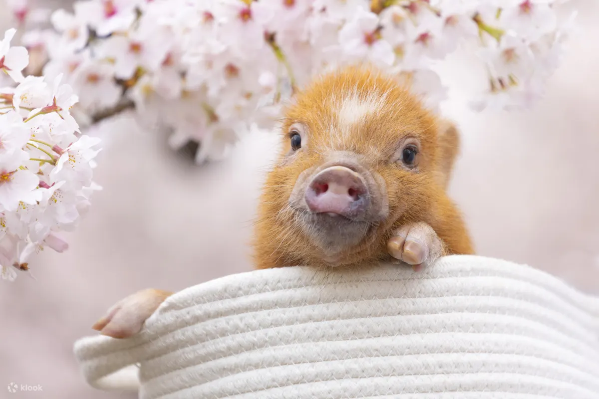 Pour l’expérience au Mipig Cafe à Tenjin, Fukuoka, il est conseillé de vérifier à l’avance les plages horaires disponibles ce jour-là et les conditions d’entrée ASF avant de réserver.