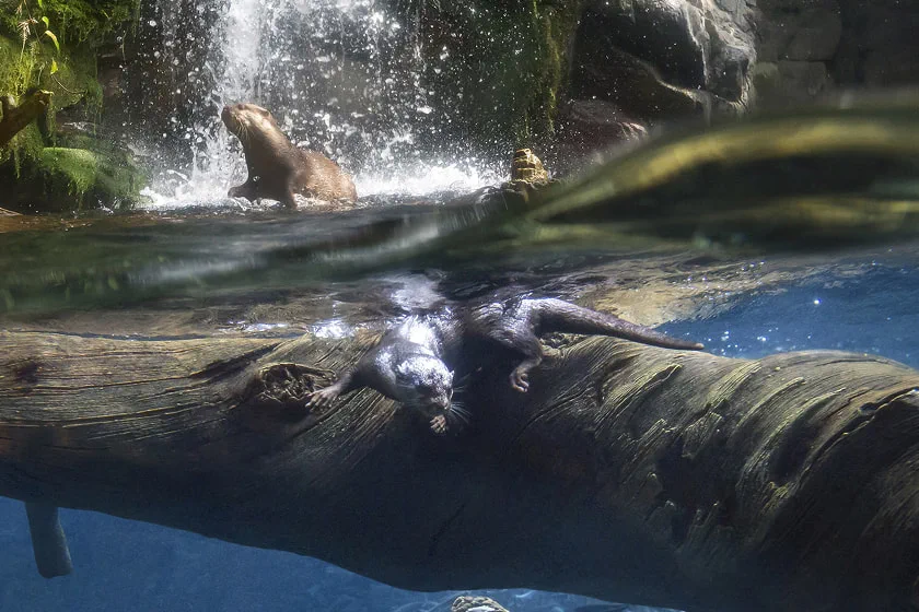 La zone du Forest Japonais à l'Aquarium d'Osaka, qui met en avant la forêt, les ruisseaux et l'écosystème aquatique, constitue le point de départ du voyage autour du Pacifique.
