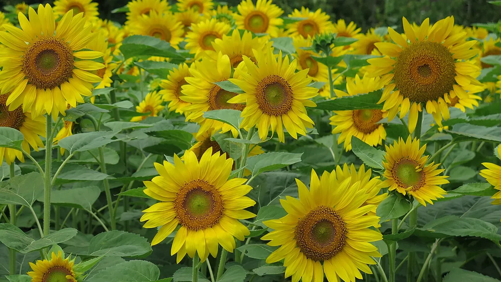 Si les champs de fleurs d’été de Furano sont le point central de votre début de voyage, entrer par Asahikawa facilite la création d’un itinéraire en boucle unidirectionnelle.