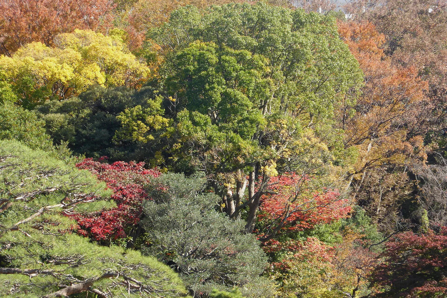 Itinéraire pour l’automne au Rikugien et pour l’observation nocturne des érables à Tokyo