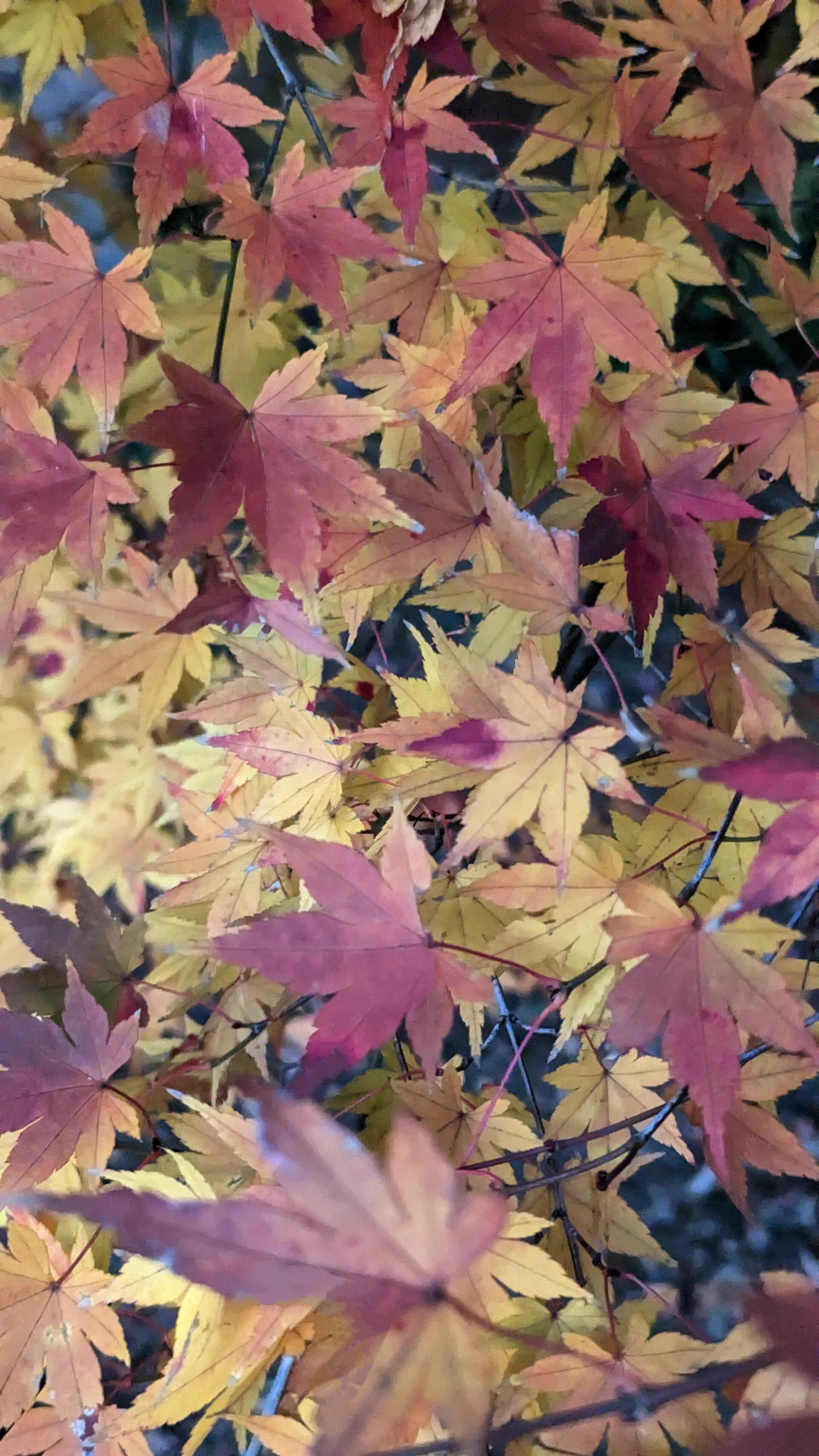 Le paysage de feuilles tombées et de branches en décembre à Tokyo, comme sujet photographique après la réduction du feuillage rouge dans les arbres