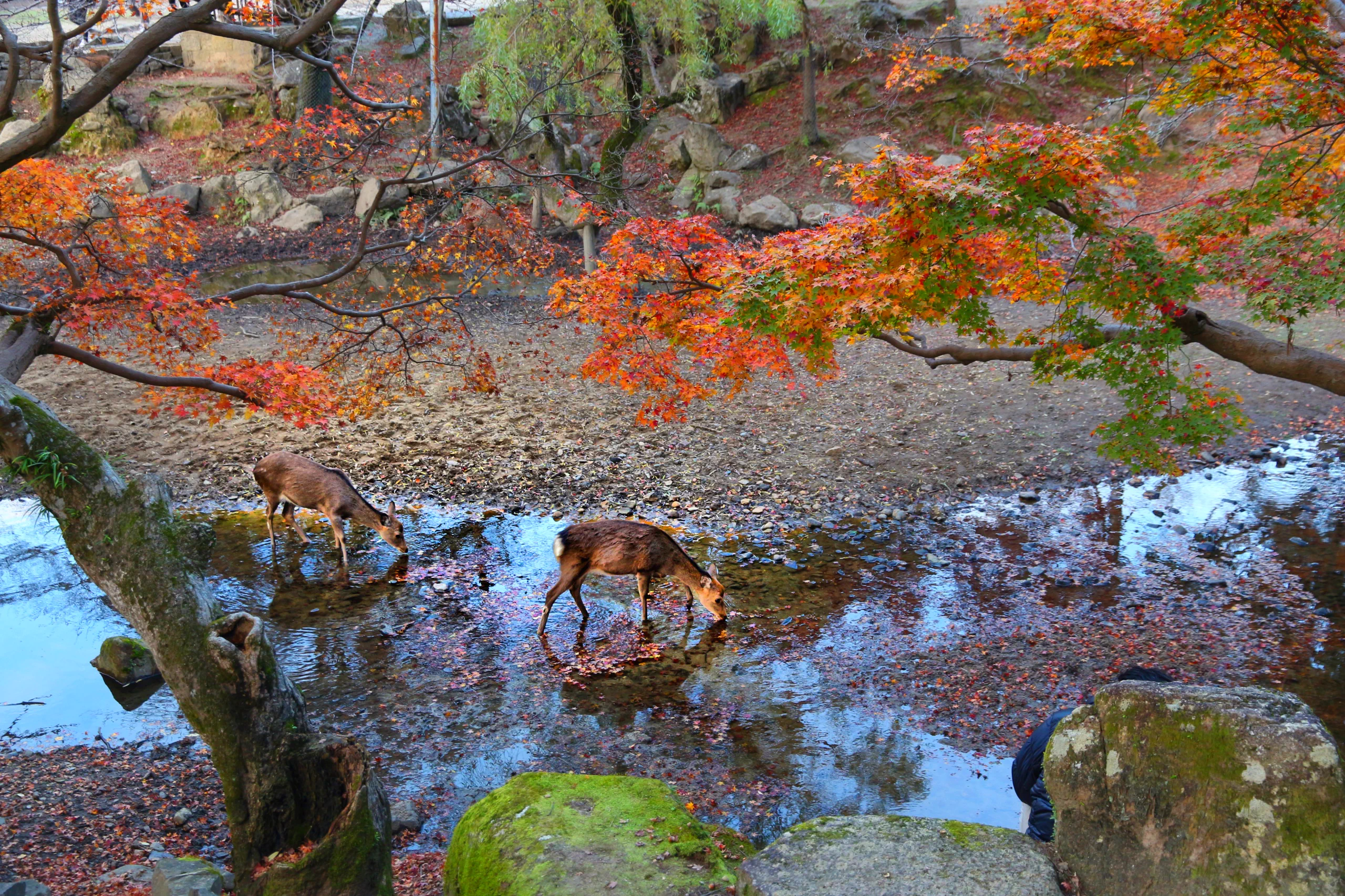 Cerfs sous les feuillages d'automne du parc de Nara.