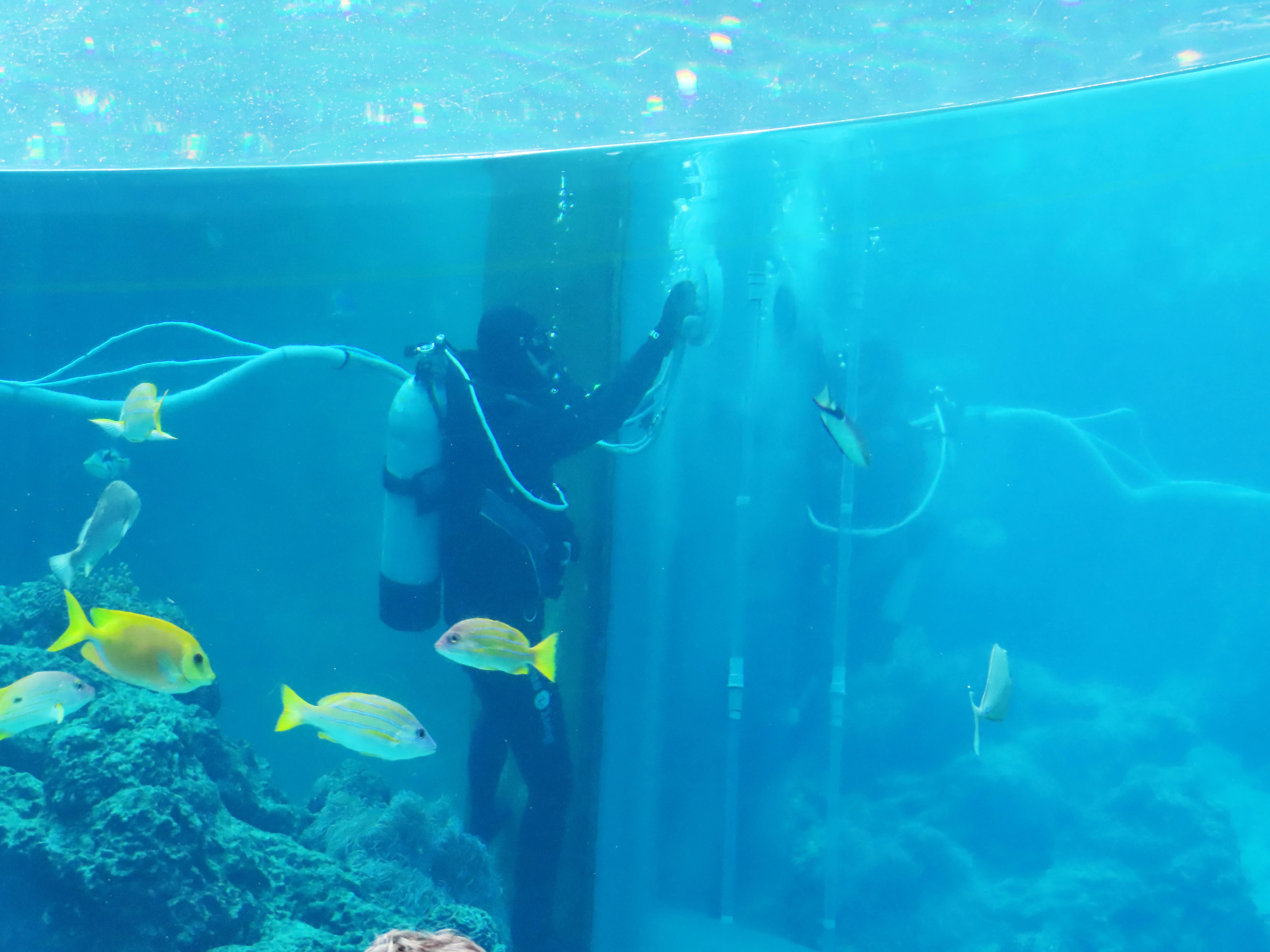 Visite familiale de l’Okinawa Churaumi Aquarium avec rythme adapté aux enfants
