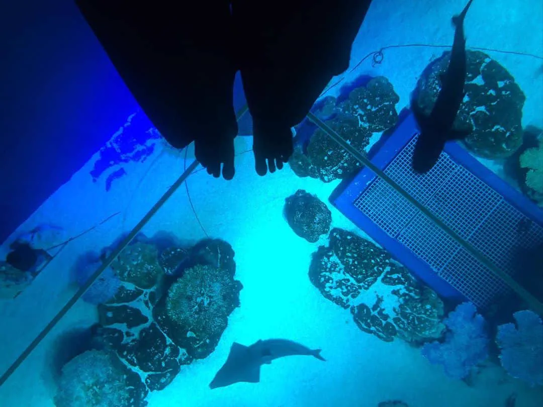 Plancher vitré du DMM Kariyushi Aquarium