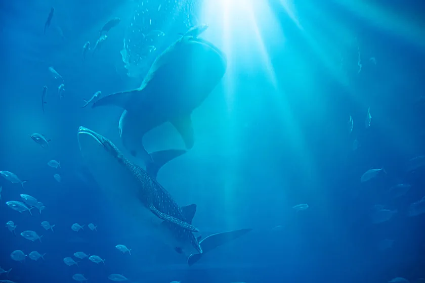 Aquarium Kaiyukan à Osaka