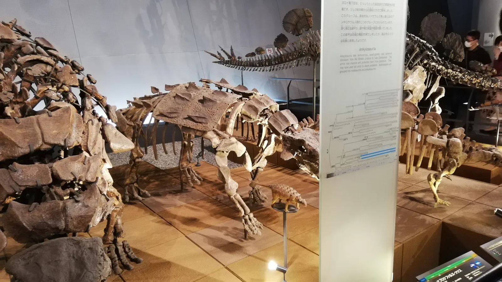 Musée préfectoral des dinosaures de Fukui, à visiter comme objectif principal