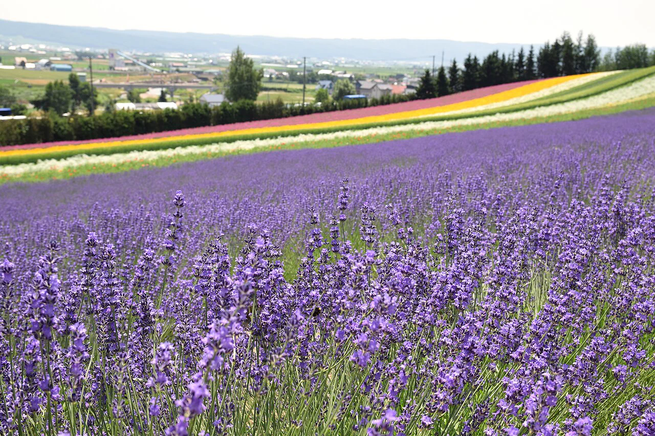 Paysage de Furano à Hokkaido : la valeur d’une voiture privée vient des trajets entre les sites dispersés