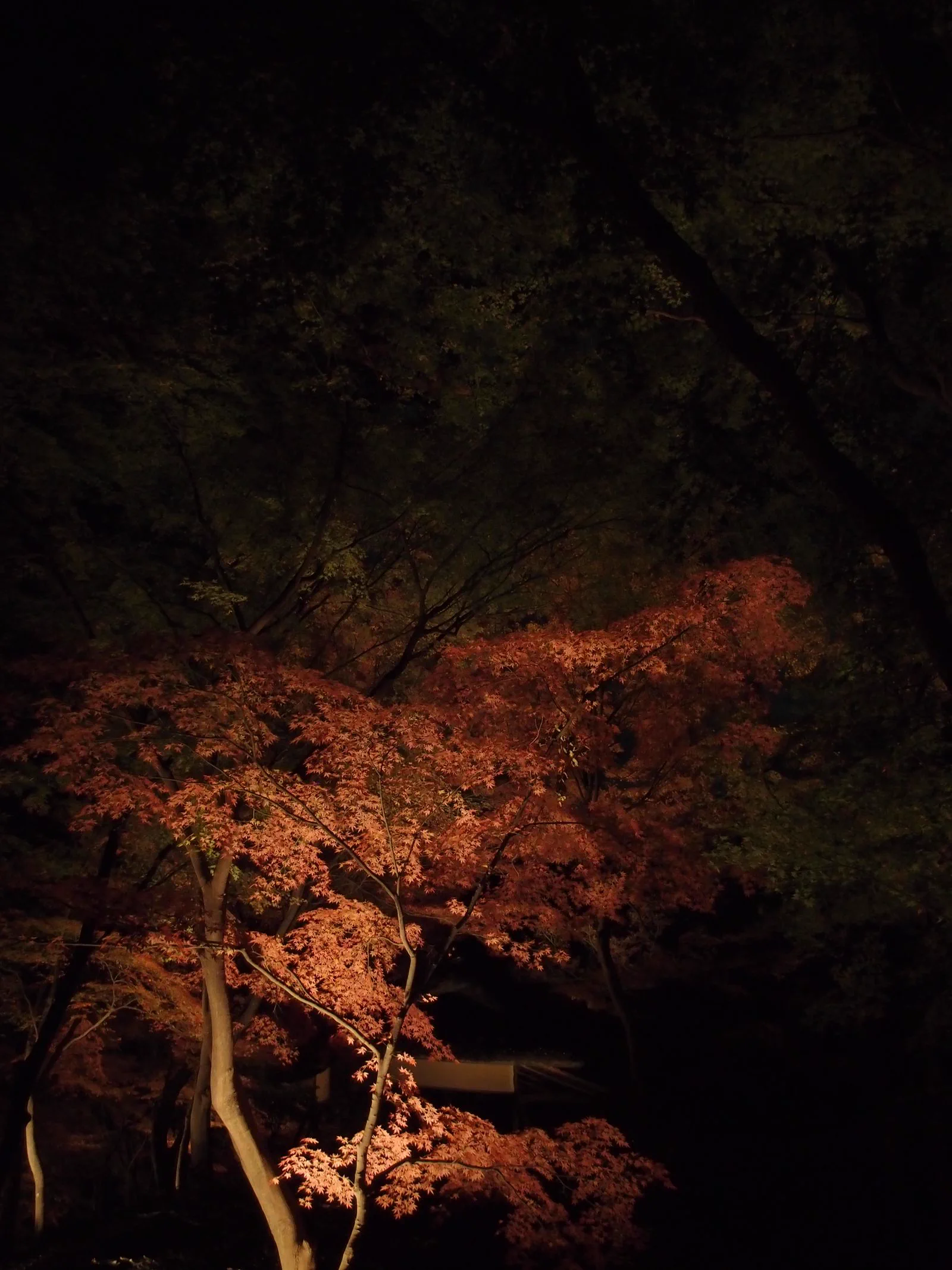 Éclairage nocturne du jardin Rikugien à Tokyo et feuillages tardifs d'automne, comme réserve urbaine après la chute des feuilles en montagne