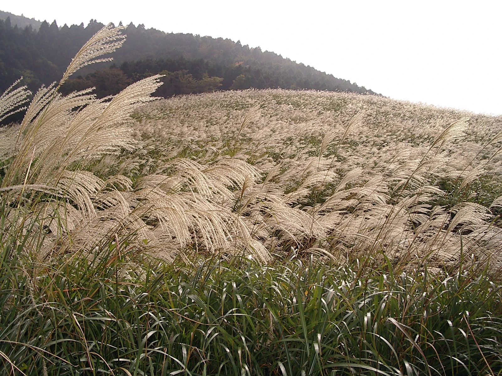 Paysage de montagne en automne