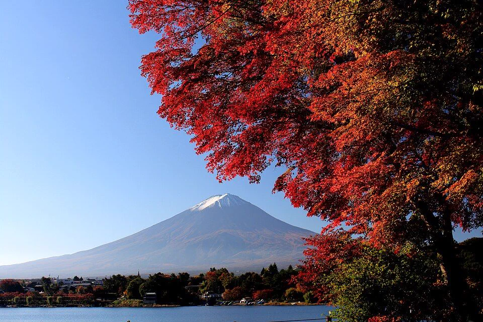 Érables japonais en octobre