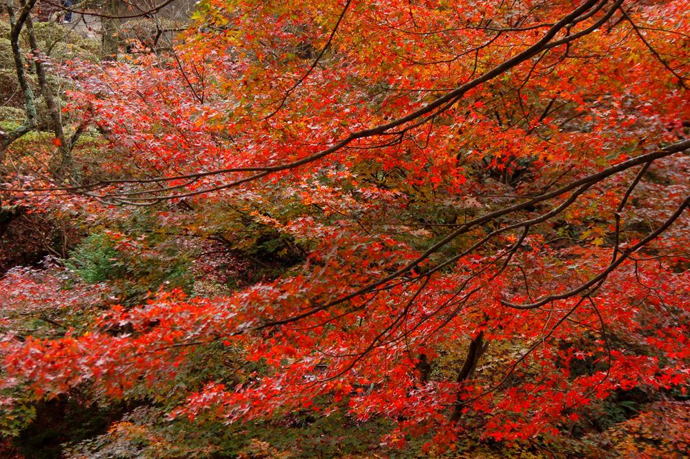 Feuillage d'automne diurne au parc Yusendo, près du bassin et sur les sentiers vallonnés