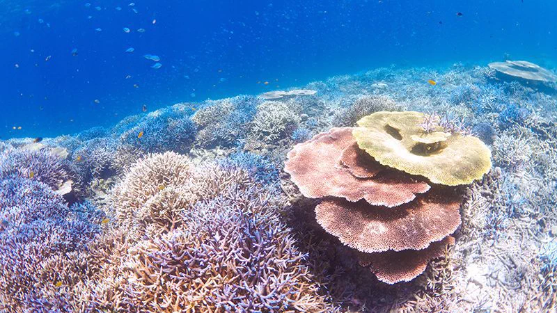 Récif corallien à Yabiji, Miyakojima